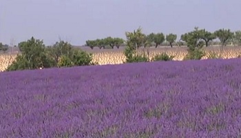 lavande champ proche Valensole